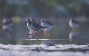 Wetland ecology flourishes in Hailing