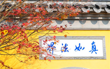 Vibrant reds bring warmth to Hailing's early winter