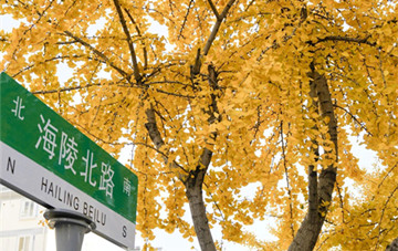 Hailing's golden charm, bathed in ginkgo splendor