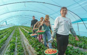 Strawberry harvest season begins in Jiangyan