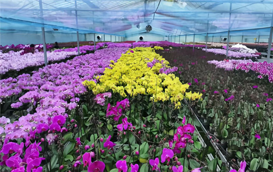 Tech fuels winter blooms at Jiangyan floral cultivation base