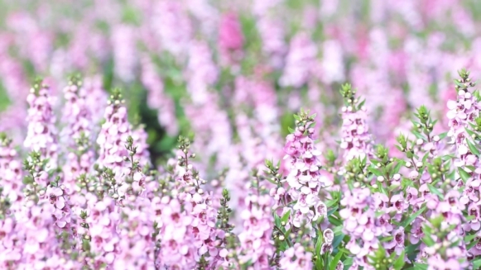 1756110779020045224.jpg S8707657f11cd41a397309a0d7c9a57b9-800.jpg