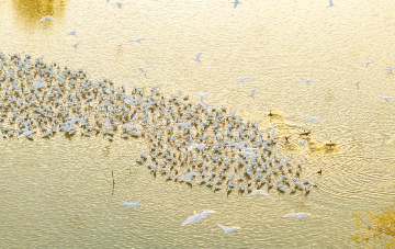 Experience birdwatching and reed gazing in Xinghua