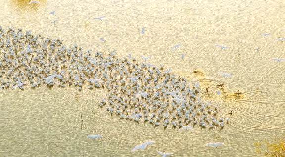 Experience birdwatching and reed gazing in Xinghua