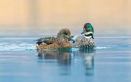 Find real-life Zootopia in Taizhou