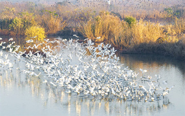 Wetland haven in Xinghua welcomes waves of migratory birds