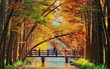 Romantic encounter with dawn redwoods in Xinghua