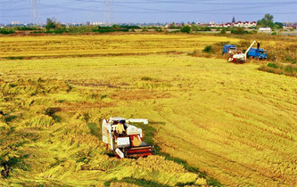 Rice harvest in full swing in Xinghua