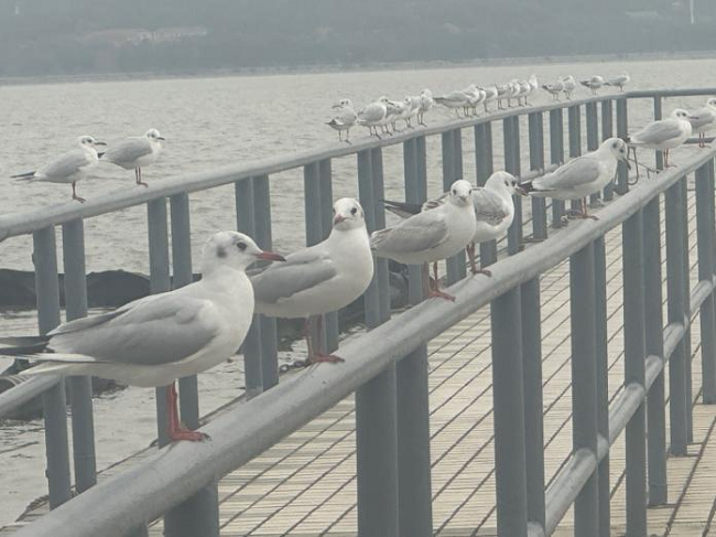 1765766449944019315.png 鼋头渚.png