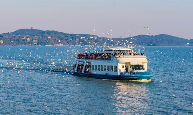 Red-billed gulls return to Yuantouzhu