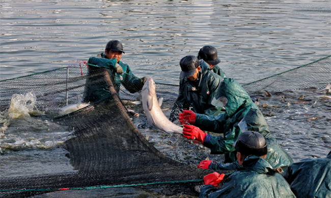 Wuxi gets into festive spirit with Ganlu black carp harvest