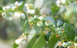 Zhangjiagang's winter farms thrive with tech upgrades 