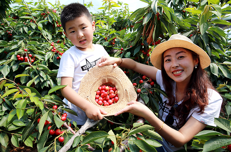 Jinzhou cherries