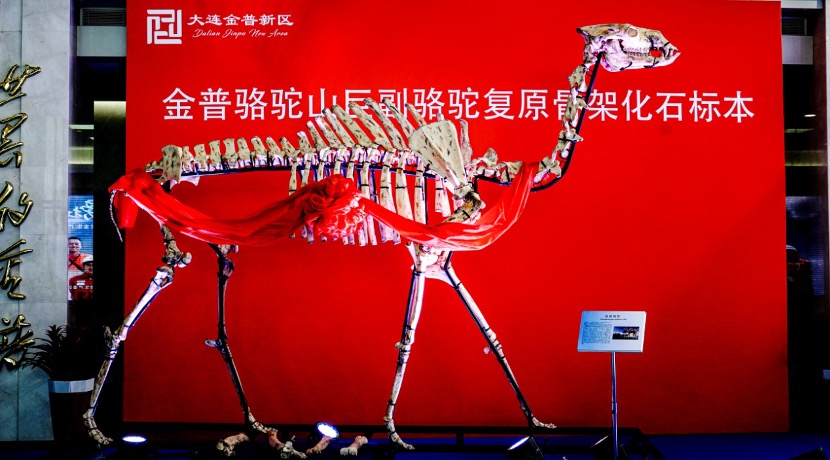 金普新区のパラカメルスギガスの標本が中国国家博物館で初出展
