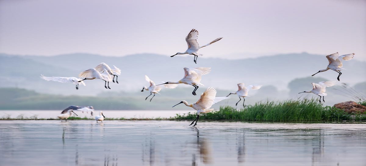 Black-faced spoonbills grace scenic reservoir in Dalian