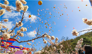 Apricot and Plum Blossom Tourism Festival kicks off