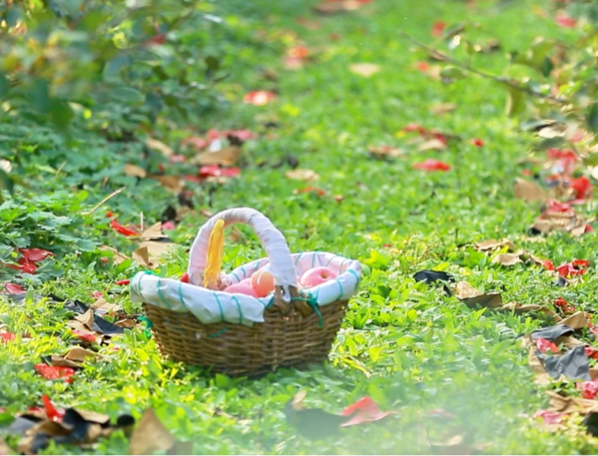 Wandering in Dalian | Sanshilipu apple farm