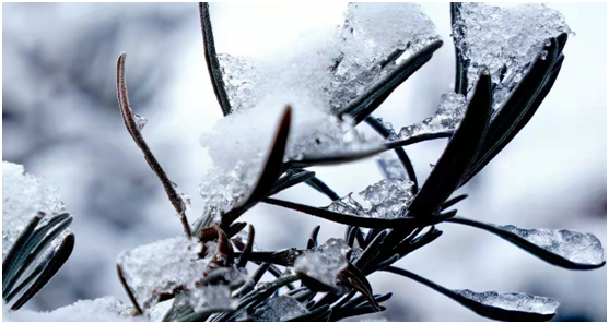 A landscape of frozen beauty in Jinpu