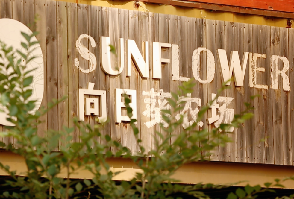 Wandering in Dalian | Sunflower Farm