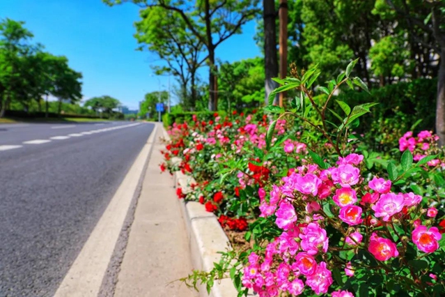 1589508315168075930.jpg 2.jpg