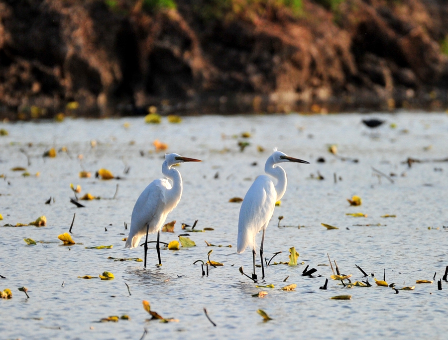 1611805324081021816.jpg 924917724077097098.jpg