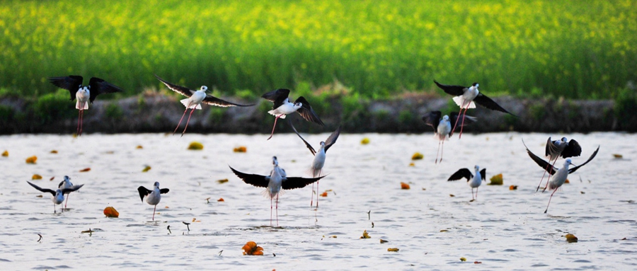 1611805343296096597.jpg 23.jpg