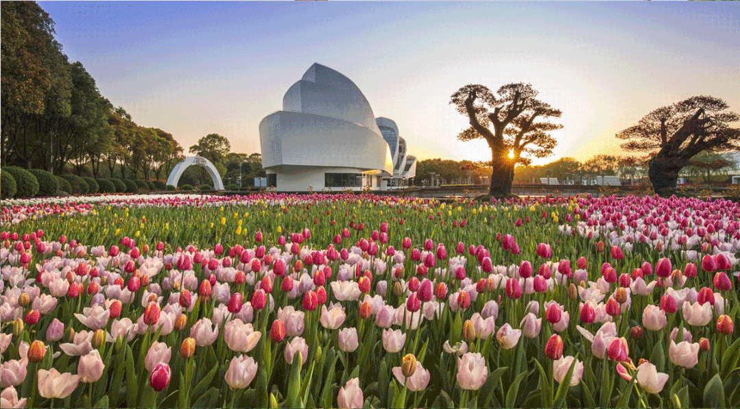 World-class tulip exhibition to open in Shanghai Flower Port.gif