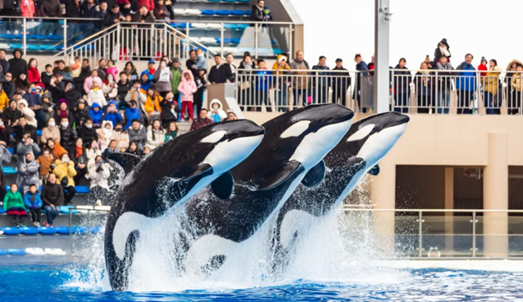 Lin-gang Special Area slashes scenic spot entrance prices3.png