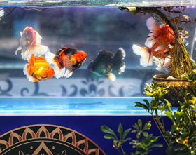 2023 Goldfish Exhibition kicks off