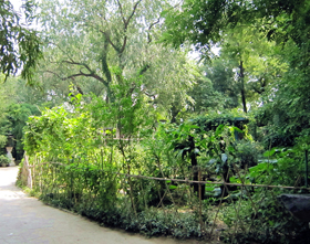 Cultivated Vegetable Garden