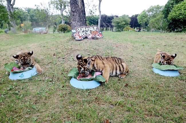 1754371754865015457.jpg 东北虎三胞胎幼崽正在进食.jpg