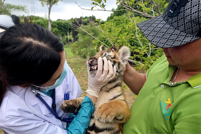 1754371765037051620.jpg 兽医检查东北虎幼崽的牙齿.jpg