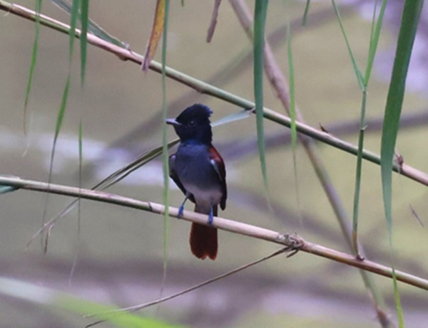 1757656918320016836.png 图片1_副本.png