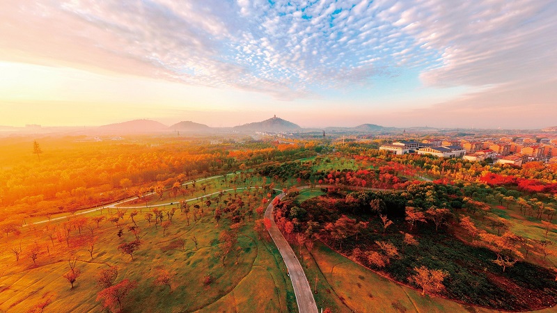 3 金色霞光为深秋的南通狼山国家森林公园披上七彩盛装。 王亚东 摄.jpg