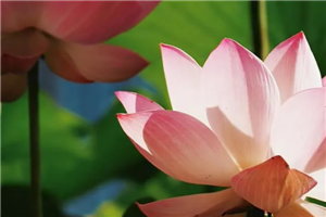 Lotuses burst into bloom in Tongzhou