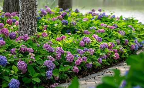 Hydrangeas burst into full bloom in Chongchuan this June