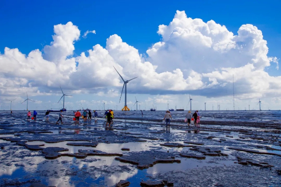 Rudong's coastal wetlands show new vitality after ecological restoration
