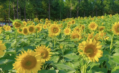 Sunflowers bloom in Junshan Mountain in Chongchuan 