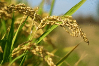 海安 10.11 封面.jpg