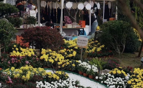 Chrysanthemum fair colors Tangzha ancient town