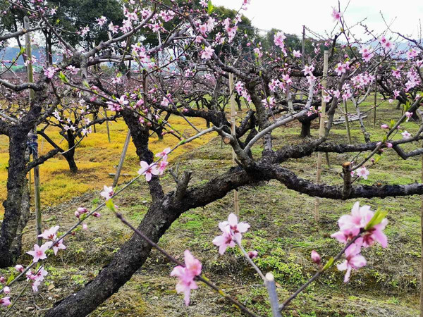 Come to admire peach blossoms in Fenghua