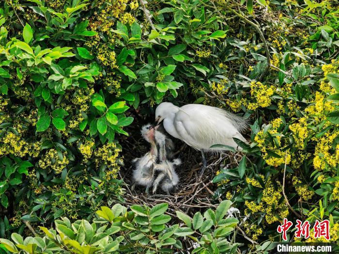 Over 1,000 egret chicks hatch on Ningbo's bird island