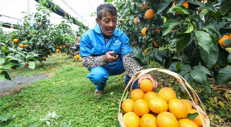 'Red Beauty' harvest season begins in Xiangshan