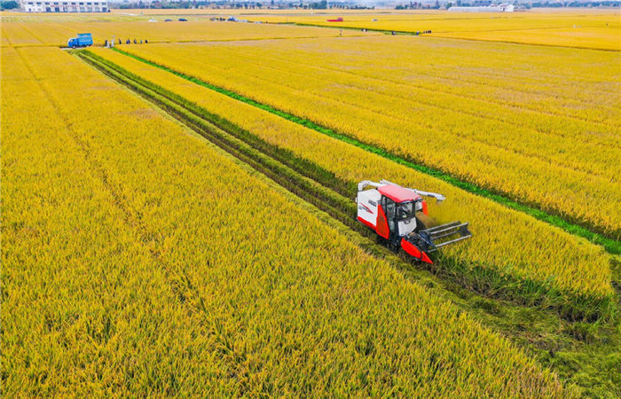 Rice harvest season arrives in Haishu