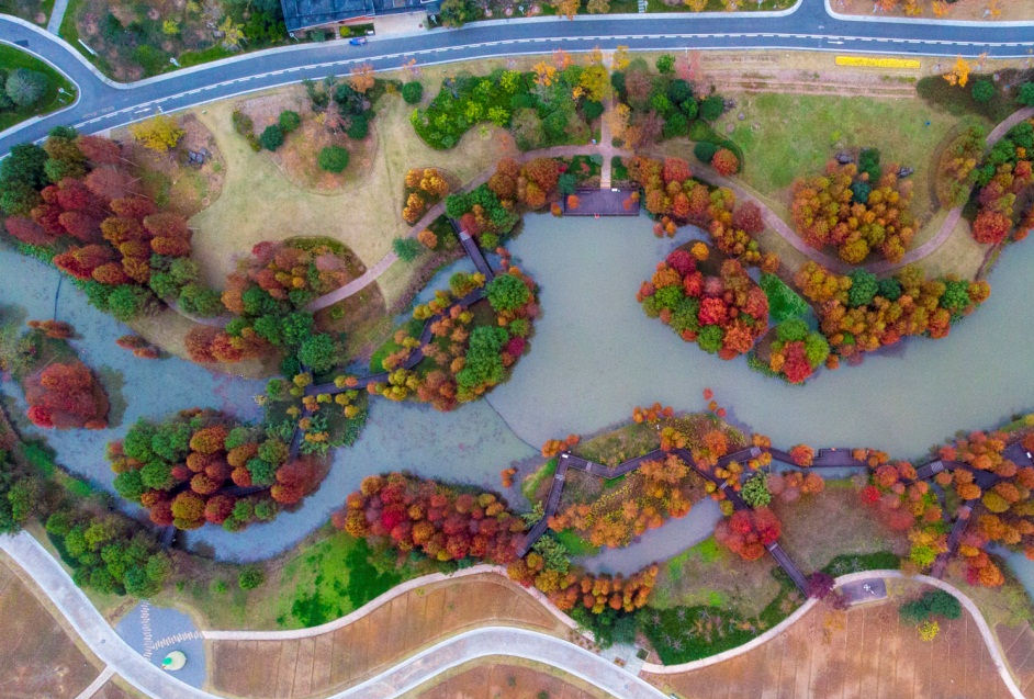 In pics: Colorful trees in Ningbo Botanical Garden