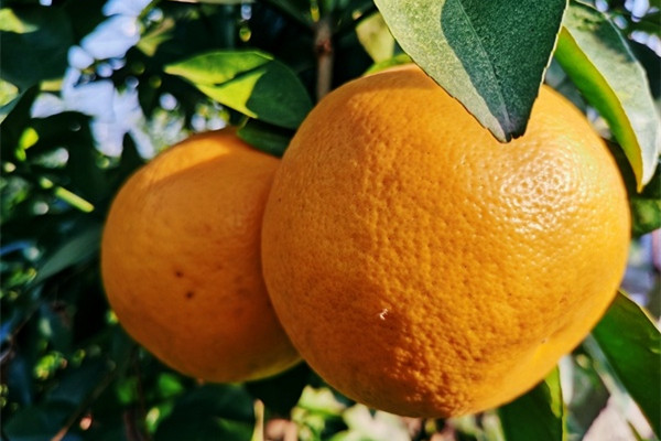 Grapefruit harvest season begins in Ningbo