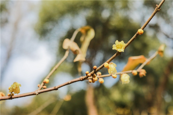 Wintersweets bloom in Baoguo Temple