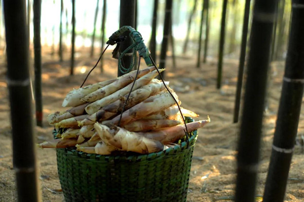 Ningbo bamboo shoots reach best time to savor them