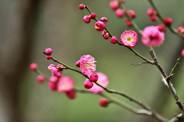 Plum blossoms enter flowering period in Ningbo