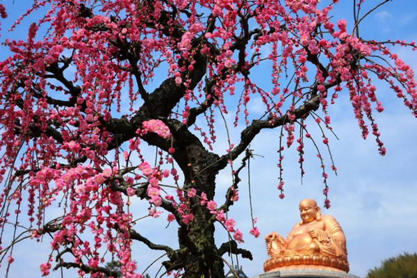 In pics: Plum blossoms on Xuedou Mountain